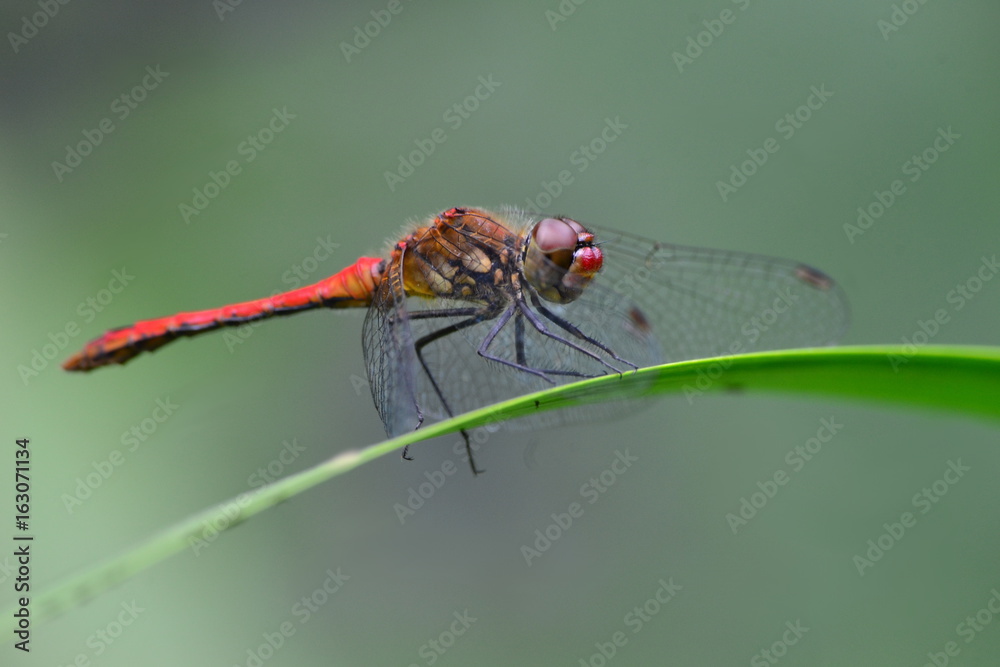 dragonfly red dragonfly red