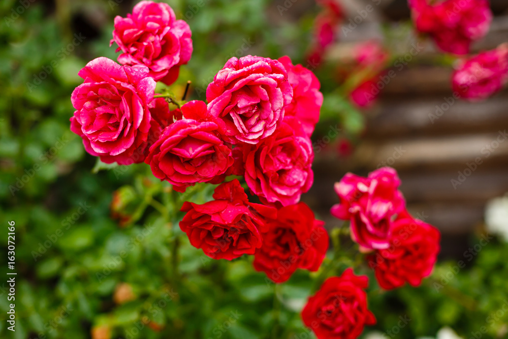 Bush of pink roses with drops of dew growing in garden. Pale red roses close up, green leafs bokeh background.