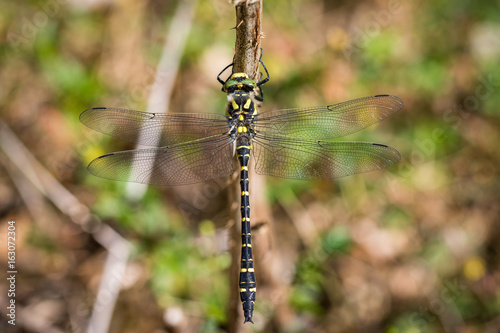 Golden-ringed Dragonfly, Cordulegaster boltonii, sitting on a branch