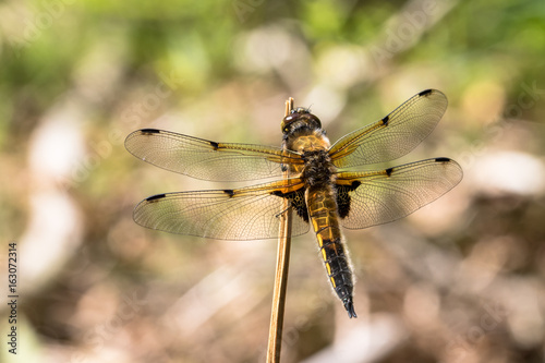 European Four-spotted Chaser dragonfly, Libellula quadrimaculata, resting © Lillian