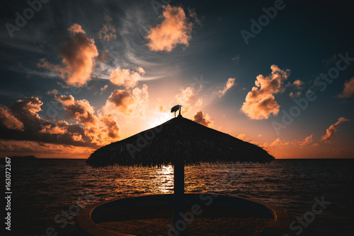 Wide angle shooting of stunning beautiful sunset on Indian ocean near Maldives resort with silhouette of beach sunshade in centre and heron standing on it, beautiful cloudscape and gradient on sky