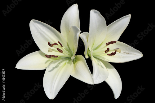 Fototapeta Naklejka Na Ścianę i Meble -  Asiatic hybrid lily 'Apollo' two white flowers isolated on black