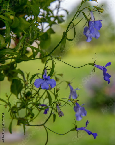 Spring lobelia, tiny blue flowers. Summer background photo