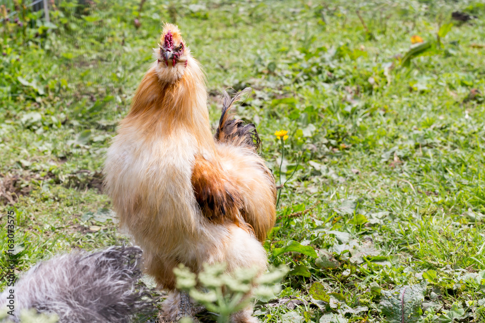Fototapeta premium gold silkie rooster on grass