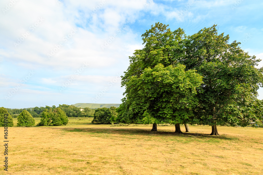 Trees in a Field Trees in a Field