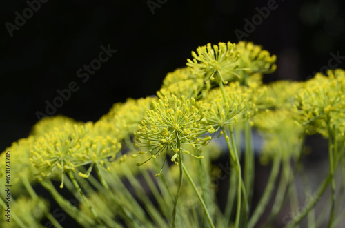 Organic Dill Plant