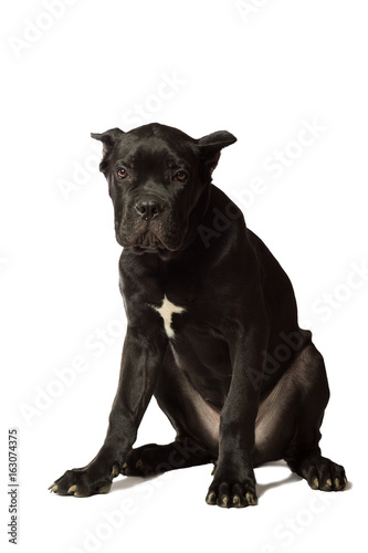 Fototapeta Naklejka Na Ścianę i Meble -  Puppy age 3 months of Cane Corso breed of black color, isolated on white