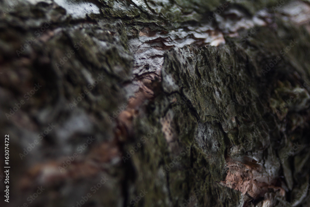 Tree bark texture Tree bark texture