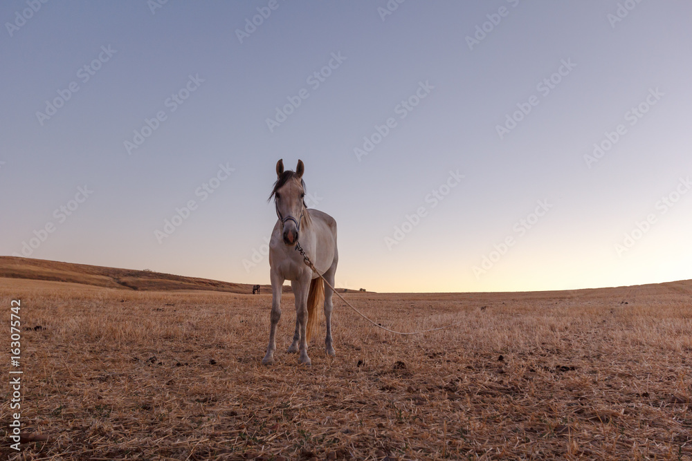 Fototapeta premium Caballos en la alameda al atardecer