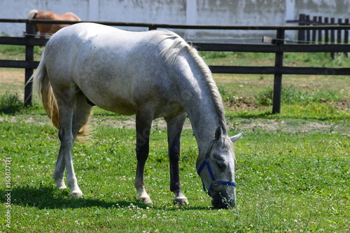 Lipizzaner photo