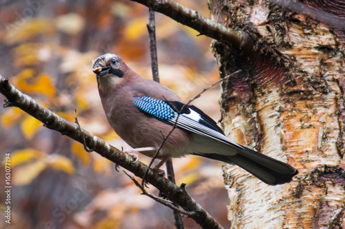 Jay in tree holding nut photo