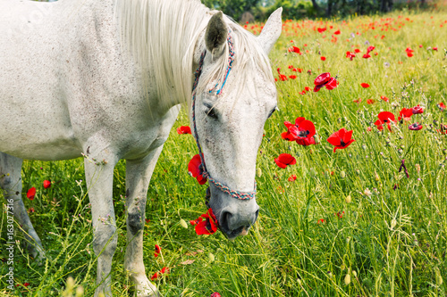 White horse amongst the poppies