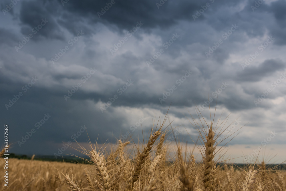 Fototapeta premium Wheat Field and stormy clouds
