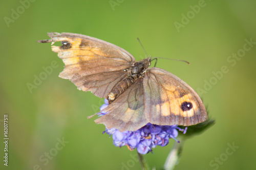 Meadow brown butterfly in a poor condition