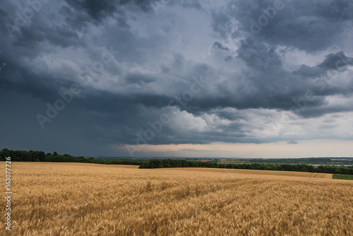 Wheat Field and stormy clouds