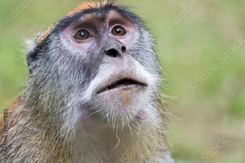 Canvas Print Portrait of a patas monkey, also known as hussar monkey