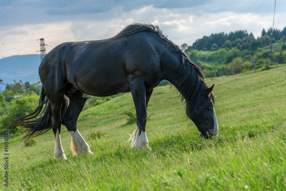 Black friesian horse on clovers meadow Black friesian horse on clovers meadow