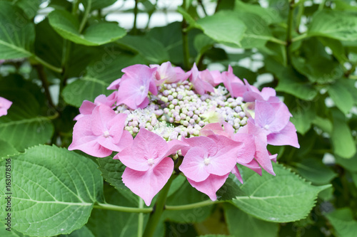 Pink and purple hydrangeas