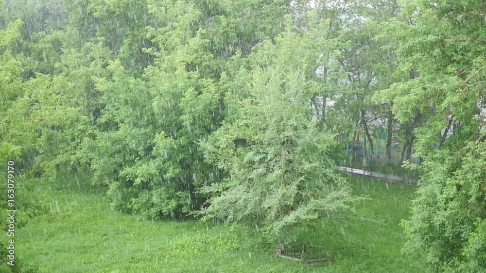 a heavy downpour on a summer day in the Park. Nature a heavy downpour on a summer day in the Park. Nature