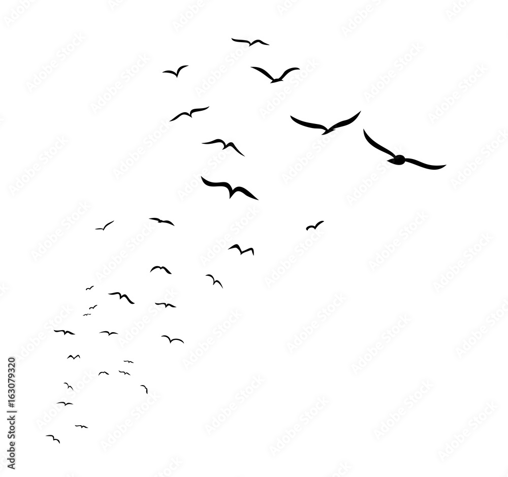 Obraz premium Sea birds