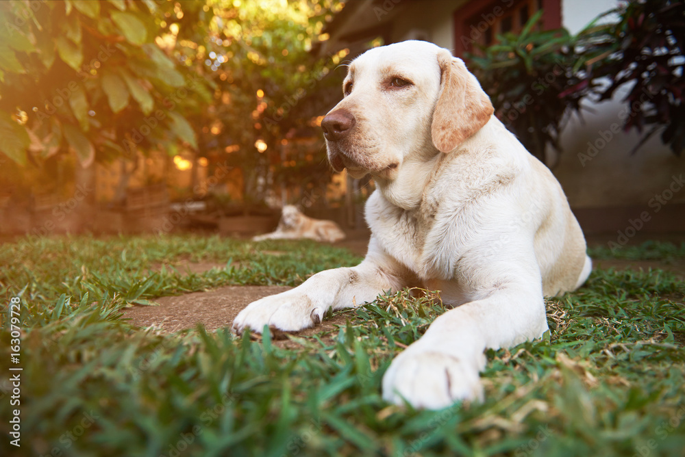 Labrador dog lay on garden background