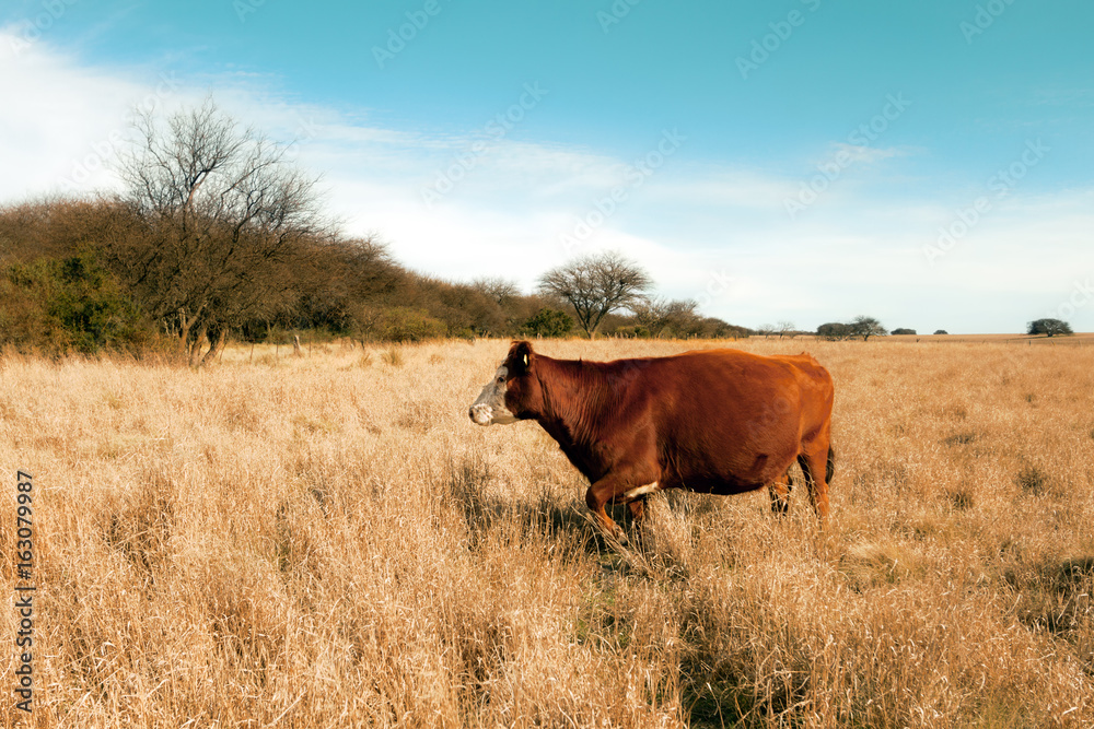 Cow aberdeen angus standing in a pasture field