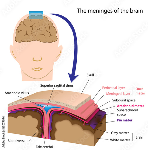 Meninges of the brain photo