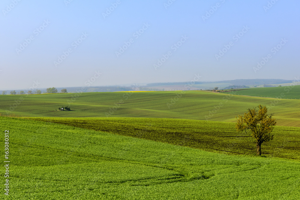 Wavy hills in South Moravia during sunrise
