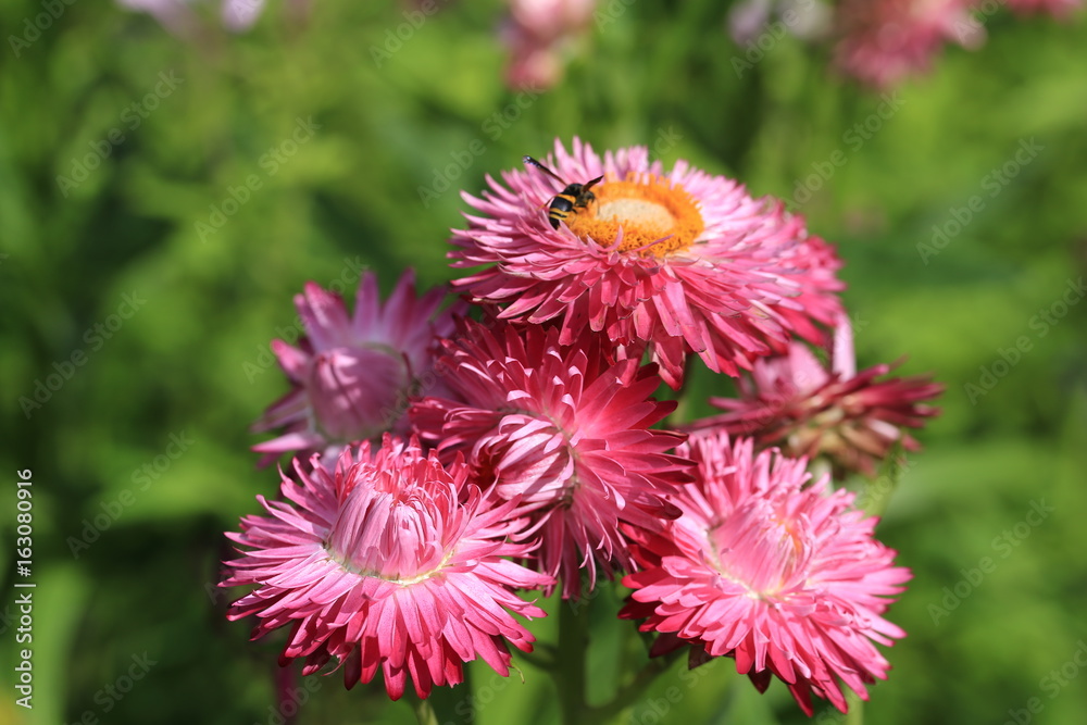 青山高原ハーブガーデンの花 青山高原ハーブガーデンの花