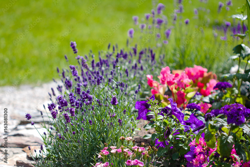 Obraz premium garden with lavender