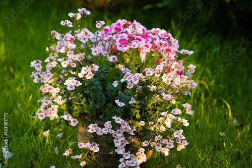 diascia barberae in a clay pot, grass in the background photo