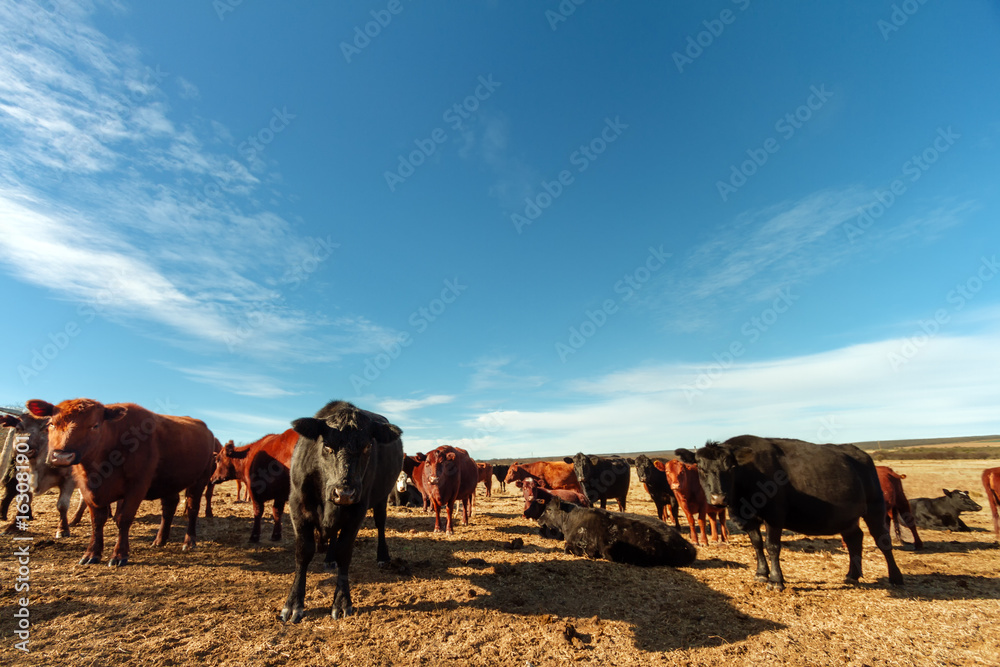 Herd of aberdeen angus cows resting in a field