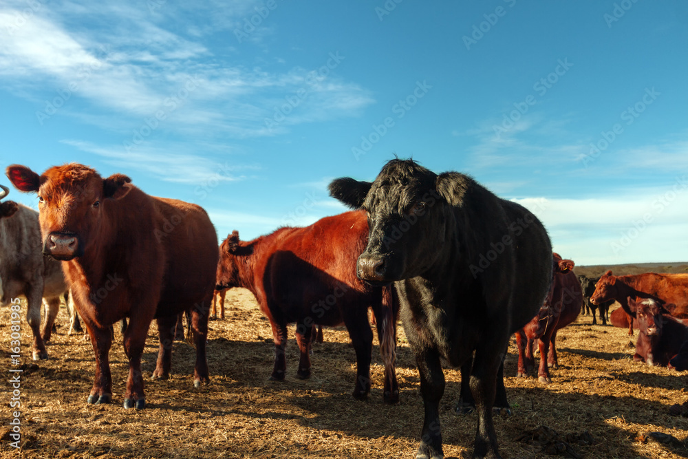 Herd of aberdeen angus cows resting in a field