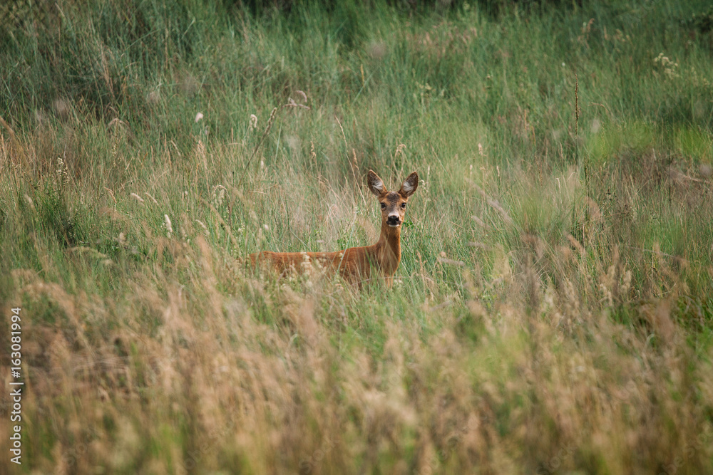 deer, animals, nature, tuscany, italy, wild deer, animals, nature, tuscany, italy, wild