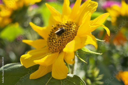 close up of bee on sunflower