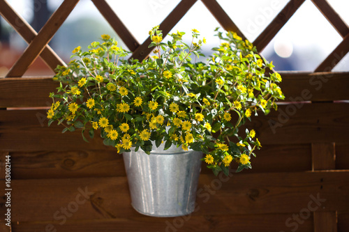 Foto zinnia, sanvitalia in a zink pot on a wooden background