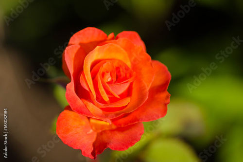 close up of an orange rose 