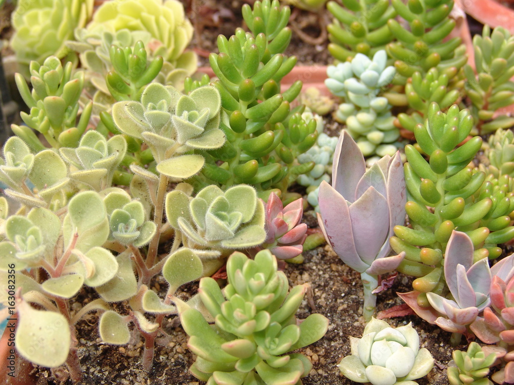 background, garden, botanical, nature, green, succulent, plant, cactus, flora, cacti, grow, gardening, beautiful, natural, leaf, floral, echeveria, beauty, bloom, texture, container, wallflower, renew background, garden, botanical, nature, green, succulent, plant, cactus, flora, cacti, grow, gardening, beautiful, natural, leaf, floral, echeveria, beauty, bloom, texture, container, wallflower, renew