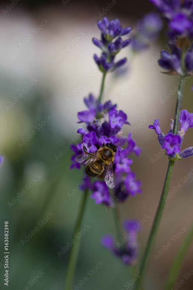 Obraz premium lavender close up 