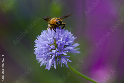 close up of a bee on a flower 