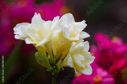 freesia closeup