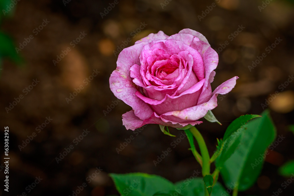 Beautiful Rose in Full Blossom Beautiful Rose in Full Blossom