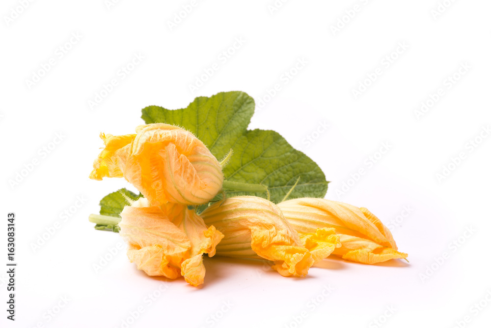 zucchini blossom on white zucchini blossom on white