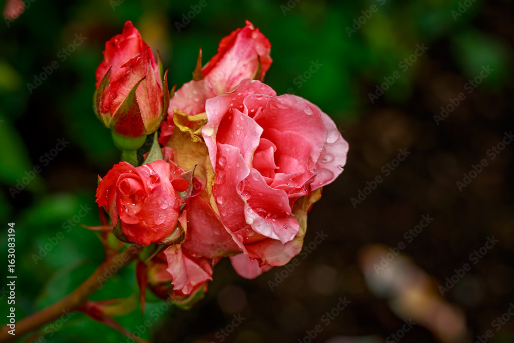 Beautiful Rose in Full Blossom Beautiful Rose in Full Blossom