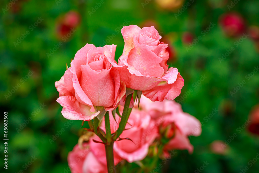 Beautiful Rose in Full Blossom