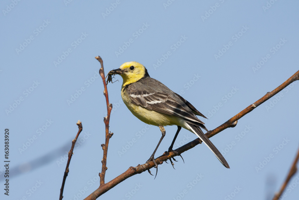 Citrine wagtail male sitting on bush with grasshopper in beak. Bright yellow songbird. Side view with blue sky on background. Bird in wildlife. Citrine wagtail male sitting on bush with grasshopper in beak. Bright yellow songbird. Side view with blue sky on background. Bird in wildlife.