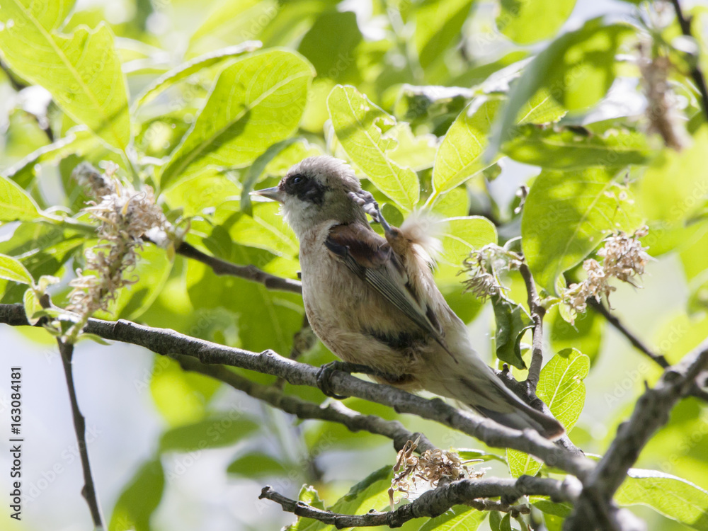 Eurasian penduline tit sitting on branch and scratching nape. Cute little songbird with black mask on eyes. Side view with bright green background. Bird in wildlife.