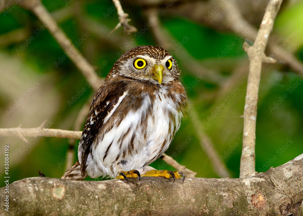 Ferruginous Pygmy-owl (Glaucidium brasilianum) perched on branch, looking backward. Full length profile. Ferruginous Pygmy-owl (Glaucidium brasilianum) perched on branch, looking backward. Full length profile.