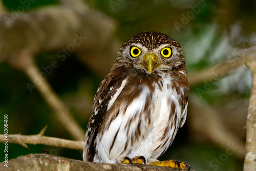 Ferruginous Pygmy-owl  (Glaucidium brasilianum) perched on branch, looking backward. Full length profile.