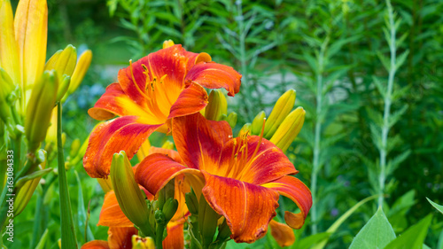Fototapeta Naklejka Na Ścianę i Meble -  Close-up of red-orange lilies.